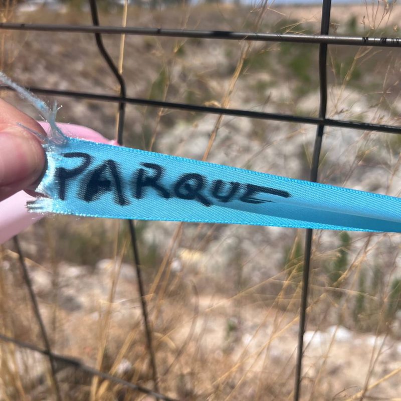 Cinta con el deseo: Parque
